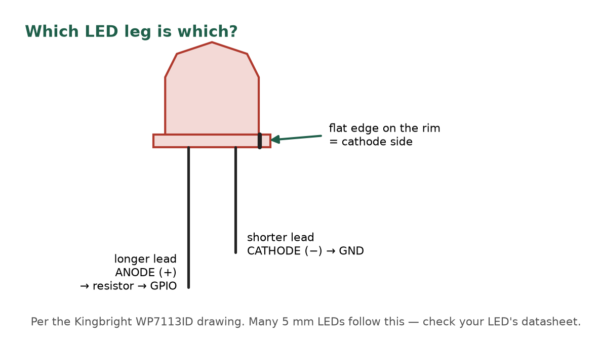 A 5 mm LED: the longer lead is the anode (+), the shorter lead and the flat edge on the rim mark the cathode (-).